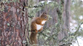 4K Film of Red Squirrels in woodland by Braemar in Scottish highlands