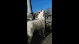 Cute dog howls along with siren