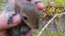 Men rescue and relocate baby squirrels