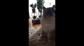Adorable fluffy cat determined to get a treat