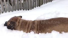 GoPro attached to bullmastiff as it wades through DEEP snow