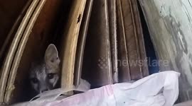 Bumble bee chases a baby fox