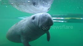 'Friendly' manatees examine transparent canoe