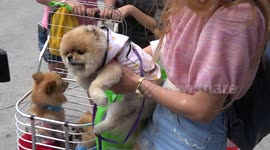Fashionable pets in Thailand