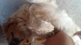 Full blind dog loves to brush him