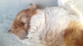 Blind dog gets grumpy if you stop brushing his coat