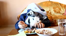 Just a husky wearing a hoodie while 'eating like a human'