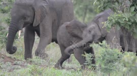 Baby elephants fight over an ant hill