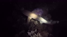 This is what diving with sharks at night looks like