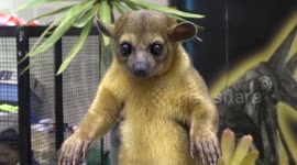 Strange pets on show in Thailand