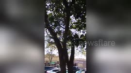 Newsflare Edit - Wal-Mart hawk attack!