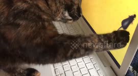 CUTE CAT ATTACKS MOUSE ON LAPTOP SCREEN