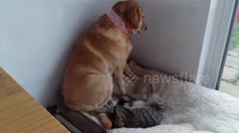 Naughty Kitten won't let sad dog lie down in bed
