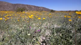 Anza-Borrego Desert wildflowers super bloom 2017