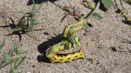 Sphinx moth caterpillar eating wildflowers in Anza-Borrego Desert State Park