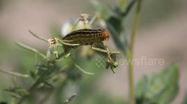 Sphinx moth caterpillar eating wildflowers in Anza-Borrego Desert State Park