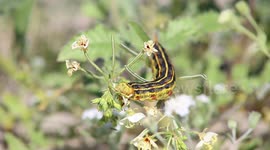 Sphinx moth caterpillar eating wildflowers in Anza-Borrego Desert State Park