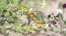 Sphinx moth caterpillar eating wildflowers in Anza-Borrego Desert State Park