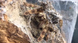 Tarantula brutally kills cricket in HD