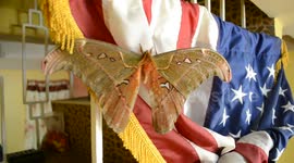 Patriotic giant moth lands on US flag