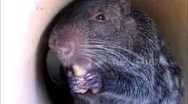 The most adorable rodent you didn't know existed