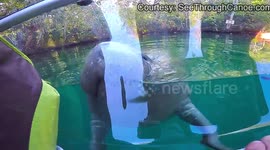 Squeaking manatee tries to 'eat' canoe