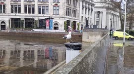 Seagull Scavenges For Food