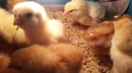 Cute, fluffy chick lunges at smart phone camera