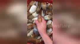 Newsflare Edit - what an awkward creature