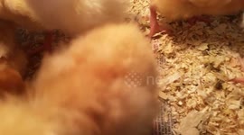 Cute, fluffy chick lunges at smart phone camera