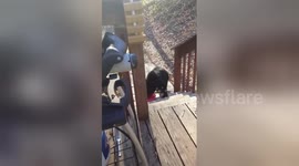 Bear cubs wander onto porch