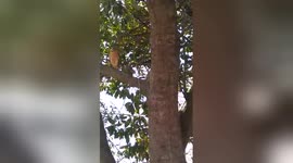 Hawk 'attacks' man on supermarket car park