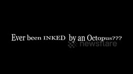 Get Inked by an Octopus!