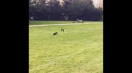 Unsuspecting dachshund attacked by bird in park
