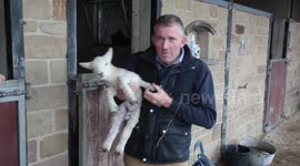 Lamb born with FIVE legs.