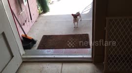 Dog rescued after Louisiana floods conquers fear of doorways