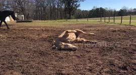 Horse rolling on the ground