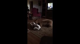 Dogs playing in the house