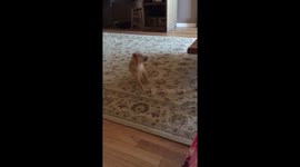 Vicious puppy wants to play!
