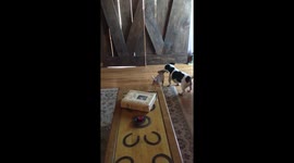 Dog and puppy have feisty tug-of-war over sock