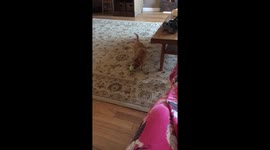 Chihuahua mix puppy playing ball
