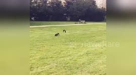 Bird attacks unsuspecting dachshund in park