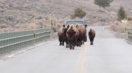 Bison block highway bridge