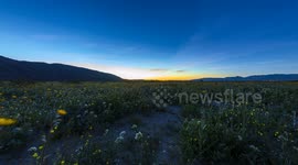 Time lapse: Anza-Borrego Desert wildflowers super bloom sunrise