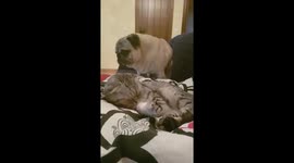Pug and Cat : Pug loves surprising Cat
