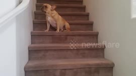 Guilty Frenchie Part 2