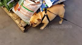 Niko goes fertilizer shopping