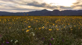 Time lapse: Epic sunset and Anza-Borrego Desert wildflowers super bloom