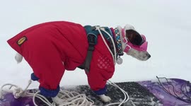 Amazing 10 month old puppy snowboarding down mountain