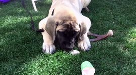 Mastiff and puppy eating ice cream.